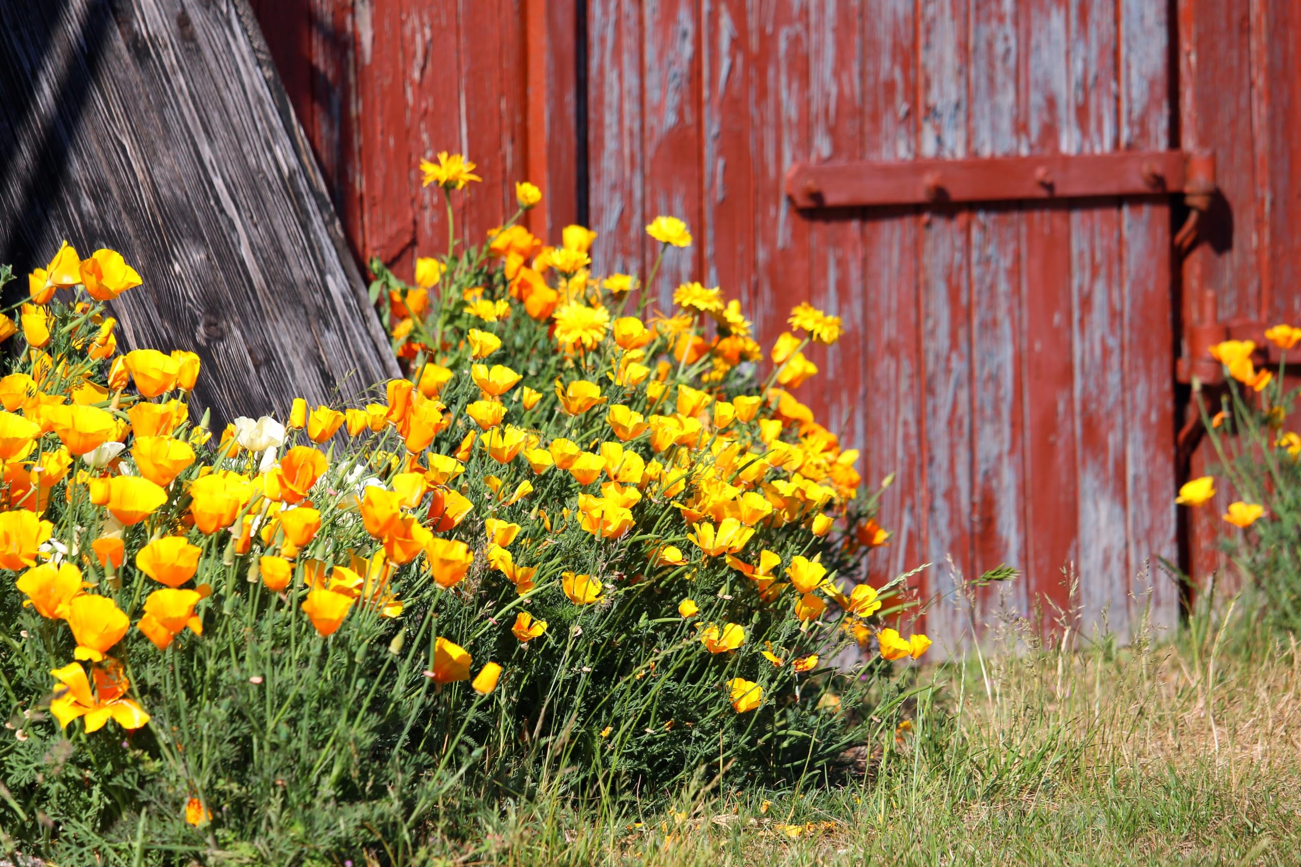 Goldmohn (Eschscholzia californica) Samen. Kalifornischer Mohn, Goldbecher. Heilpflanze (20000 Samen = 26,0g)