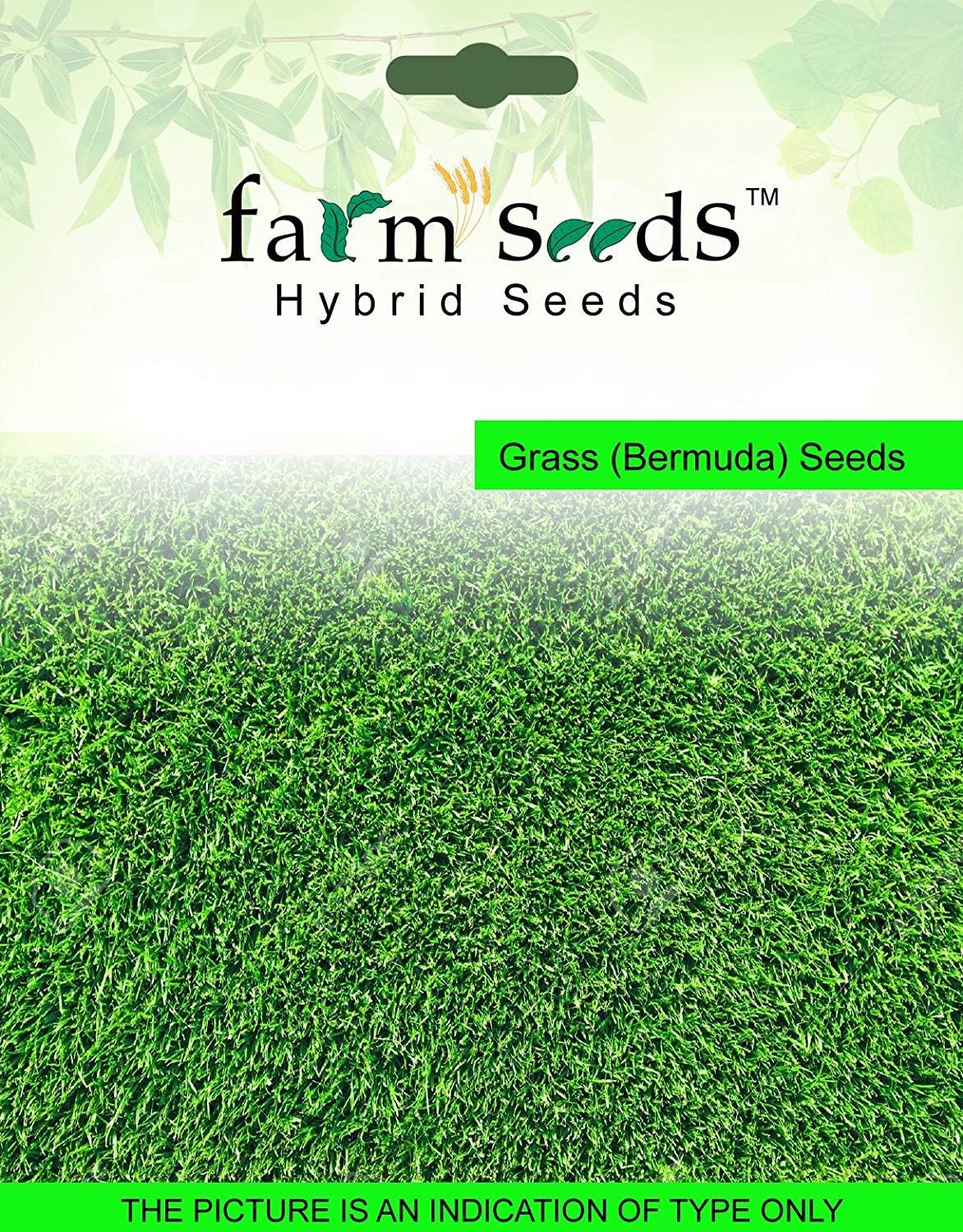 Farm Seeds Grass (Barmuda) Seed(Pack of 5)