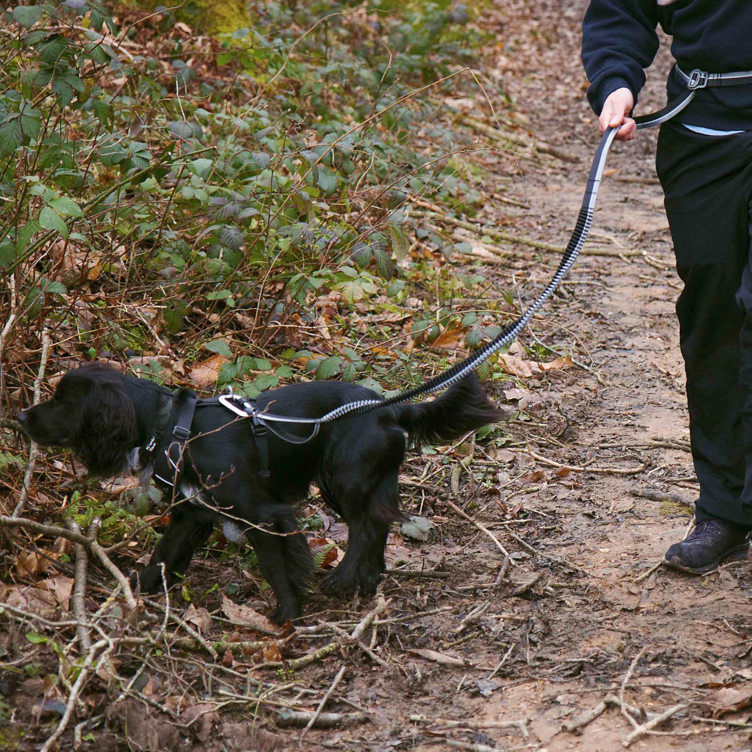 Mountain Paws Laisse de Course pour Chien | À Main ou à la Taille avec poignée en néoprène Doux 1,4 m