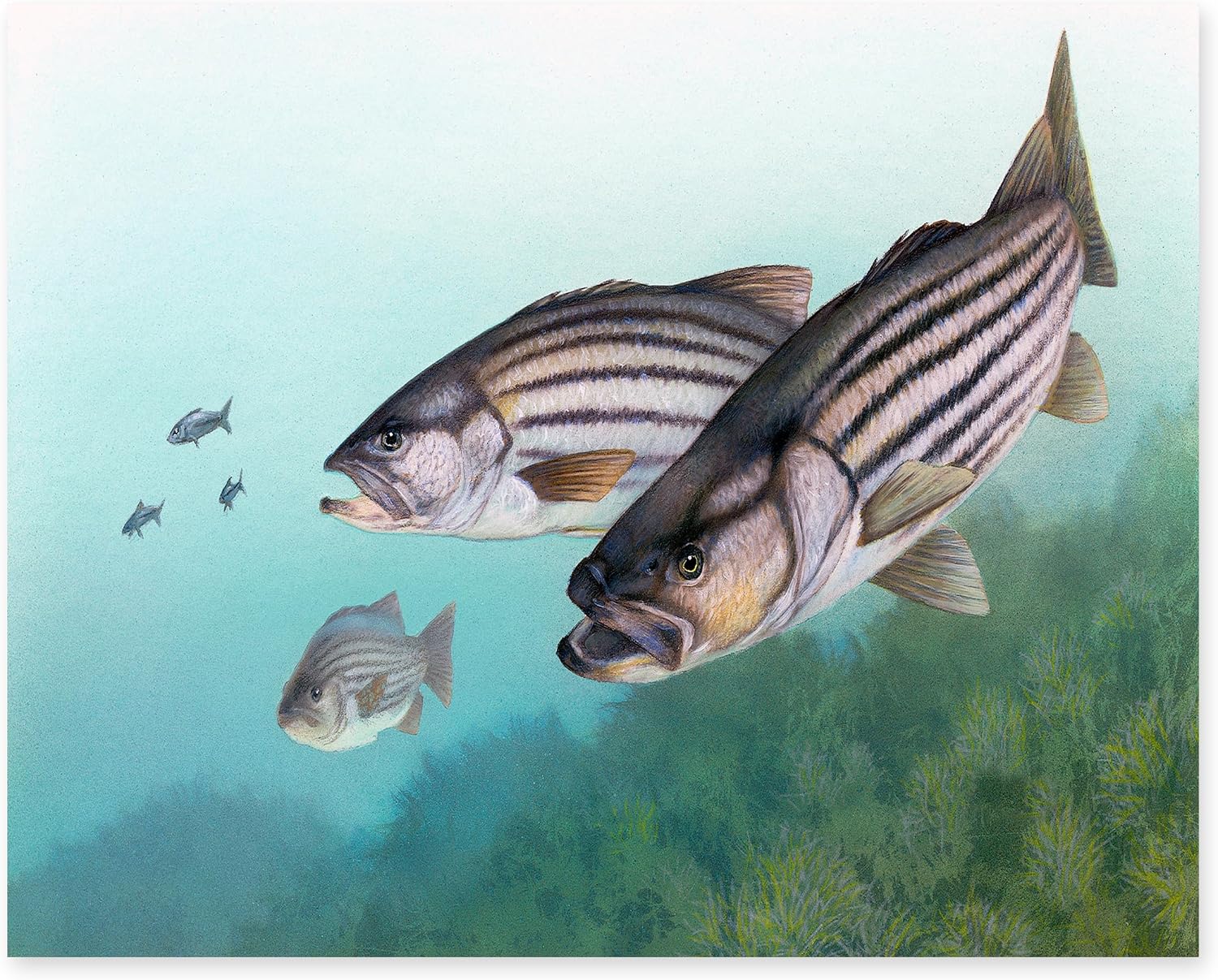 CLOUD NINE PRINTS Striped Bass Print, Vintage Underwater Seascape - Turquoise Blue Coastal Decor, Rustic Mens Wall Art, School of Fish Art (8x10 Print Unframed)