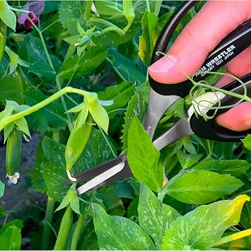 CANARY Japanese Garden Scissors Curved Blade 6.5, Made in JAPAN, Offset Garden Shears for Cutting, Trimming, Harvesting, Japanese Stainless Steel Blade, Black