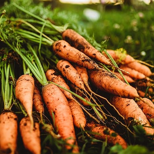 Zanahoria Chantenay - 150 semillas - Variedad tradicional y polinizada abierta, semillas de vegetales sin OMG para plantar en interiores o