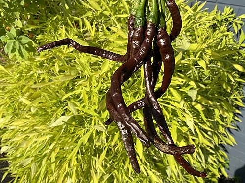 Miniatura 3 de Sherwoods Seeds Thunder Mountain Longhorn Cacho - Paquete de semillas de pimienta de cayena marrón prémium