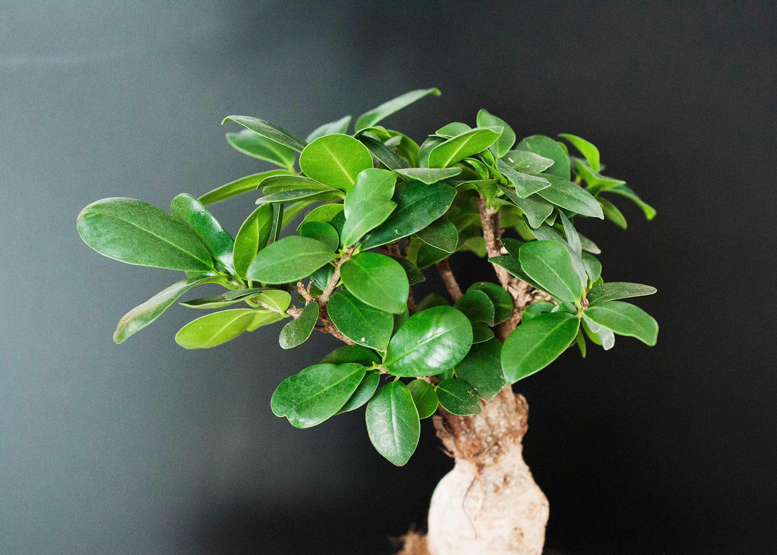 Verdecora Bonsai Ficus Microcarpa Ginseng | Árbol Laurel de indias | Planta natural de interior en maceta de Ø13cm | Perfecto para regalo