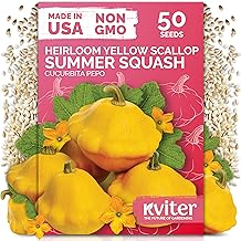 KVITER 50 Patty Pan Yellow Squash Seeds (Cucurbita pepo) – Bush Summer Squash Seed Packets, Scallop Yellow For Outdoor Garden – Non GMO Heirloom Vegetable Seeds For Planting in Home Garden Raised beds