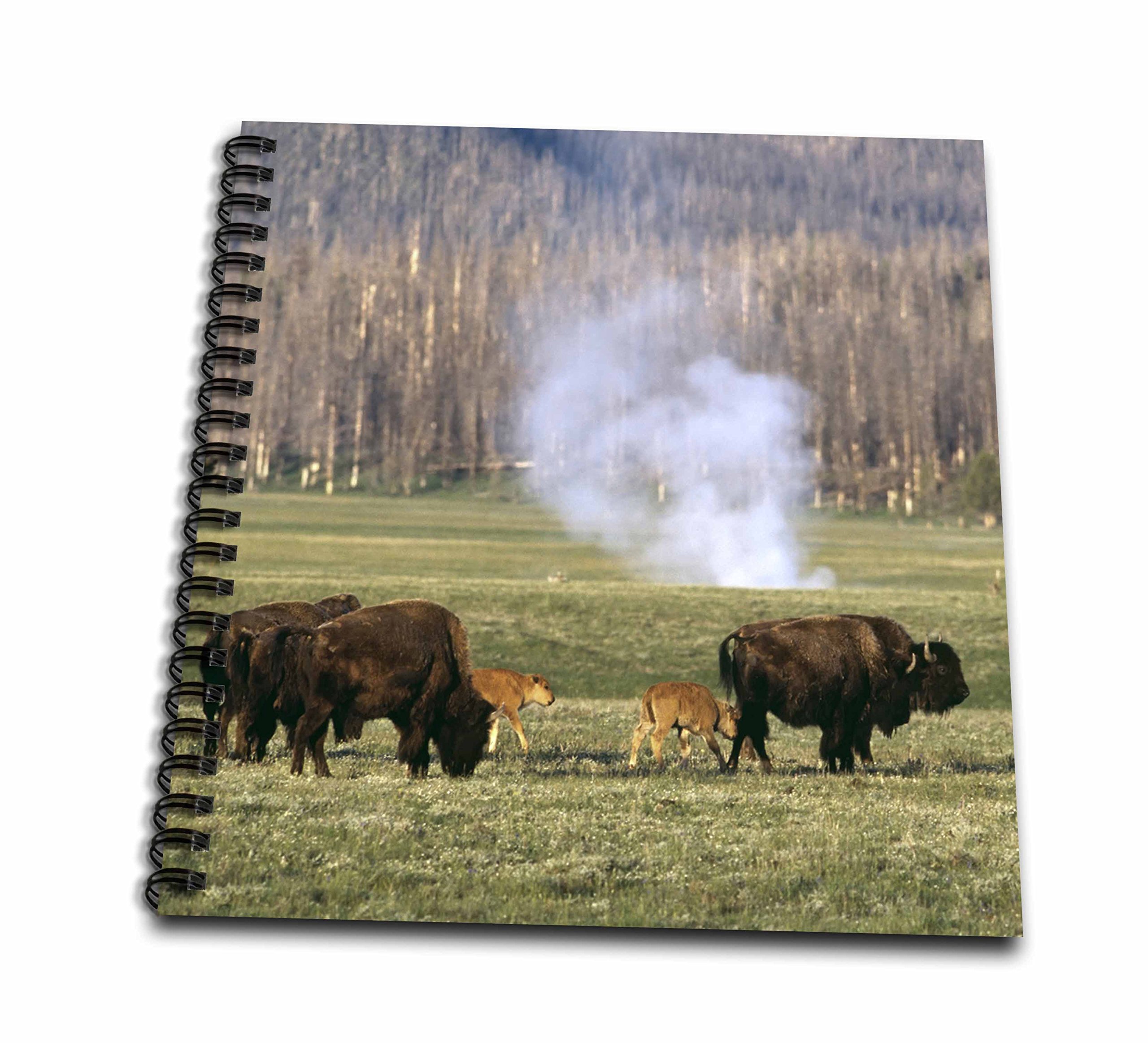 Amazon.com: 3dRose db_97287_1 Yellowstone Np, Bison Herd-Us51