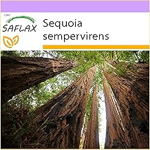 SAFLAX - Red Sequoia - 50 seeds - Sequoia sempervirens