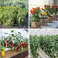 Vista 6 de Más de 600 semillas de pimiento, semillas de vegetales autóctonas para plantar interior y exterior, kit de jardín con 10 variedades de semillas