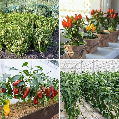Miniatura 6 de Más de 600 semillas de pimiento, semillas de vegetales autóctonas para plantar interior y exterior, kit de jardín con 10 variedades de semillas de