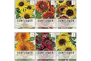 SeedPops: A Kaleidoscope of Sunflowers from a Single Packet