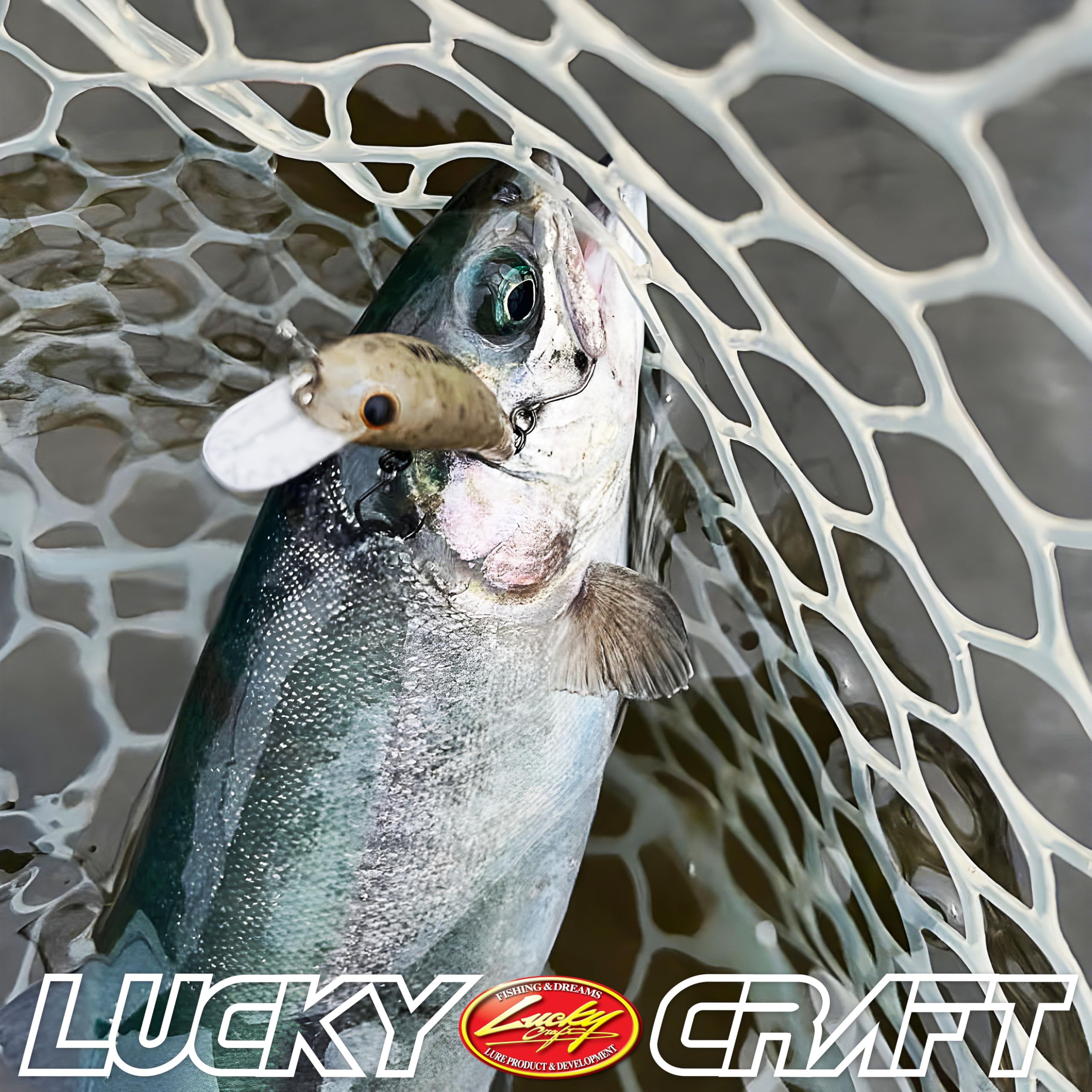 Amazon.co.jp: ラッキークラフト(LUCKY CRAFT)ワウ 33F フィシング