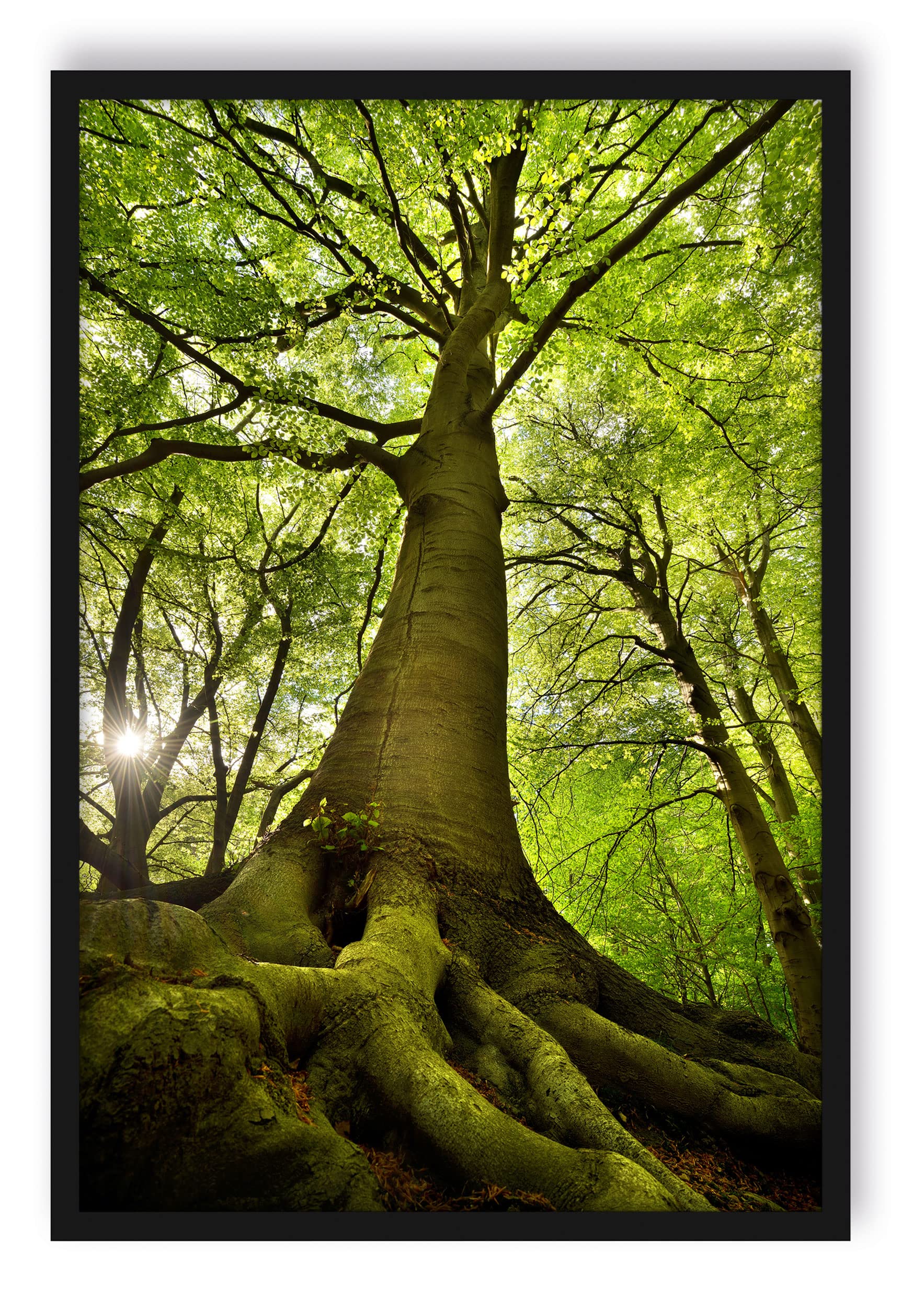 Poster gigante albero nella giungla, formato cornice, 100 x 70 cm, stampa artistica incorniciata