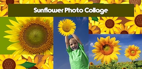 Colagem de fotografia de girassol