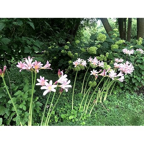 Belladonna Lily - The Mystical Naked Lady