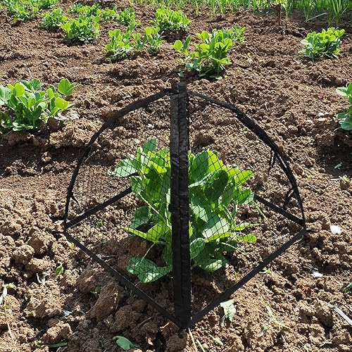 Miniatura 5 de Protector de plantas de fresa, cúpula Cloche de 22 x 22 x 22 pulgadas para plantas, tienda de campaña de protección de plantas para jaulas de