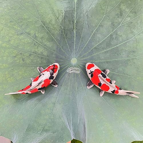 Miniatura 17 de Tancho Handpainted Koi Fish Figurines - Unique Selection for Fish Lovers - Office & Aquarium - Collectibles & Décor (4 CM, High Grade, Tancho