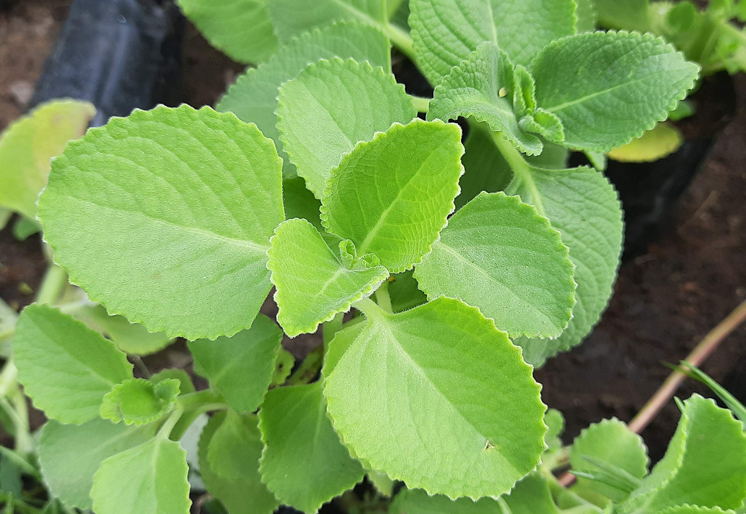 CooPany® Karpooravalli/Omavalli/Panikoorka Medicinal live plant (B0CHQ4KZ2K) Amazon Price History, Amazon Price Tracker
