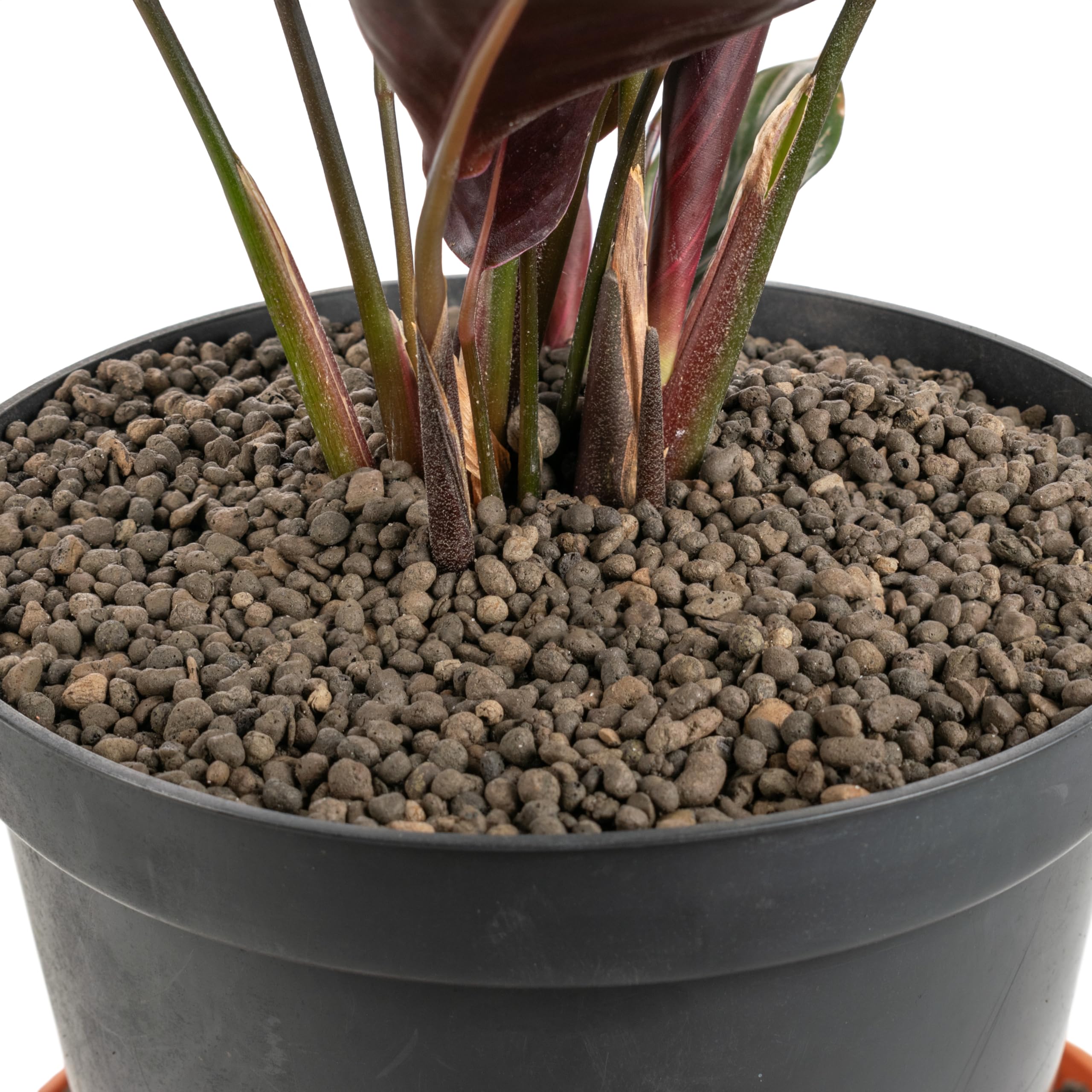 Cost Wise Clay Pebbles for Plants Pebbles & Hydroponics - LECA Clay Ball, Indoor & Outdoor,3 sizes,pack size 1-20l (1-4mm x 10 litre) โ image 1