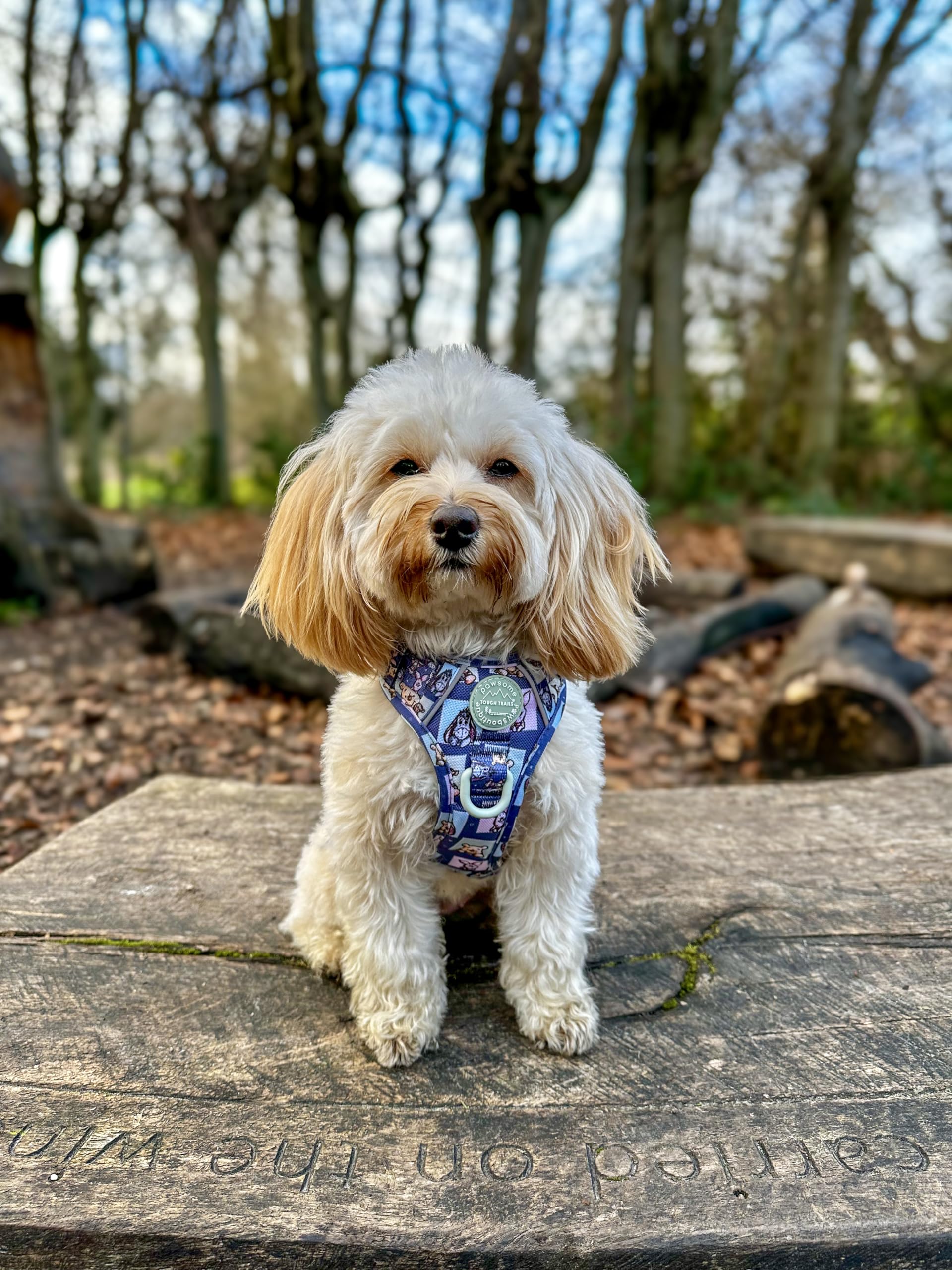 Pawsome Paws Boutique Winnie + Friends Hundegeschirr, robust, klein, verstellbar, Disney-Design, kein Ziehen, mit reflektierendem Rand und Stabiler Schnalle