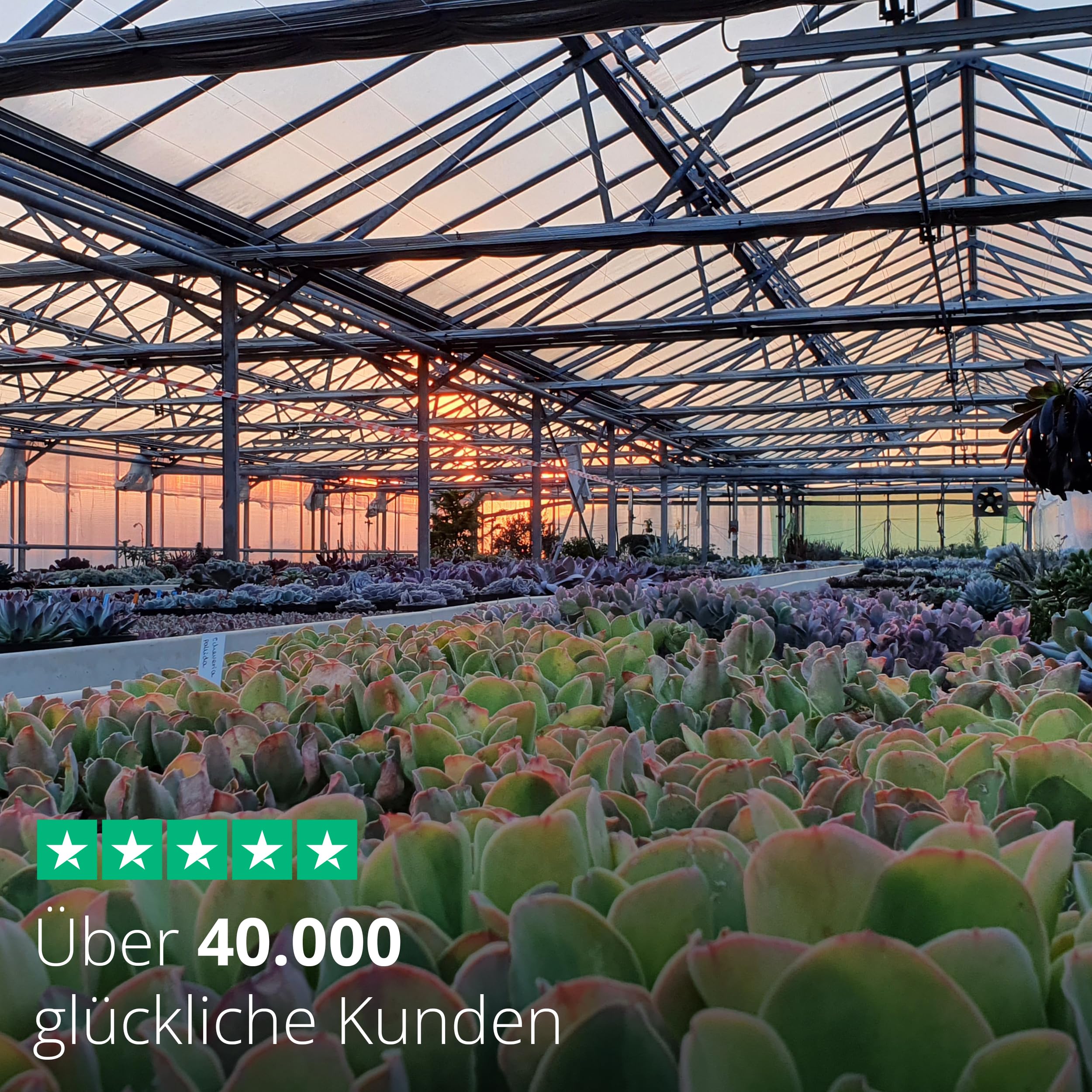 Sukkulenten Mix im 6cm Topf, verschiedene kleine Pflanzen, Geschenkset (3 Stück), Bunte Mischung