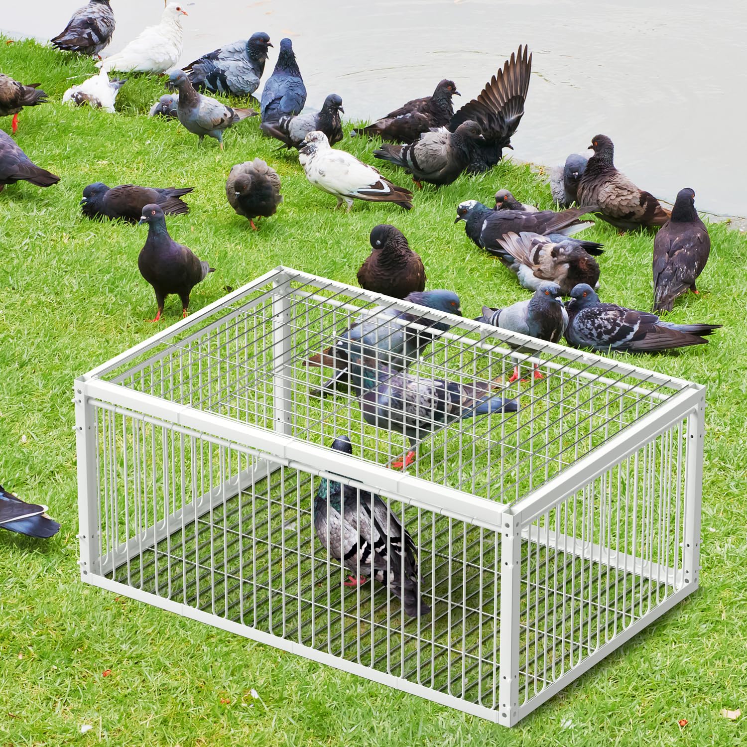 Jaula de trampa para palomas con entrada unidireccional (4 puertas), jaula de captura de pájaros, jaula de trampa automática con diseño a prueba de escape, jaula para pájaros para palomas de