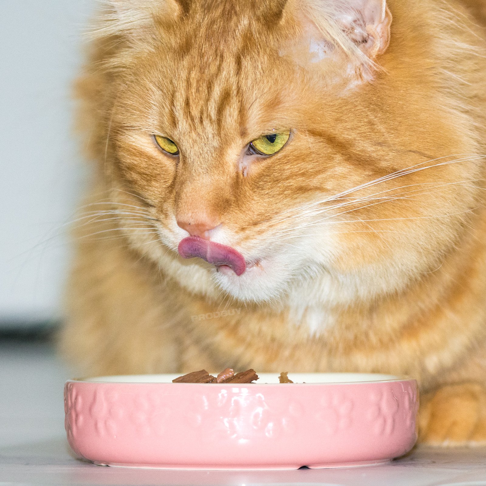 Set of 2 Embossed Paw Print Small Cat Bowls (Pink)