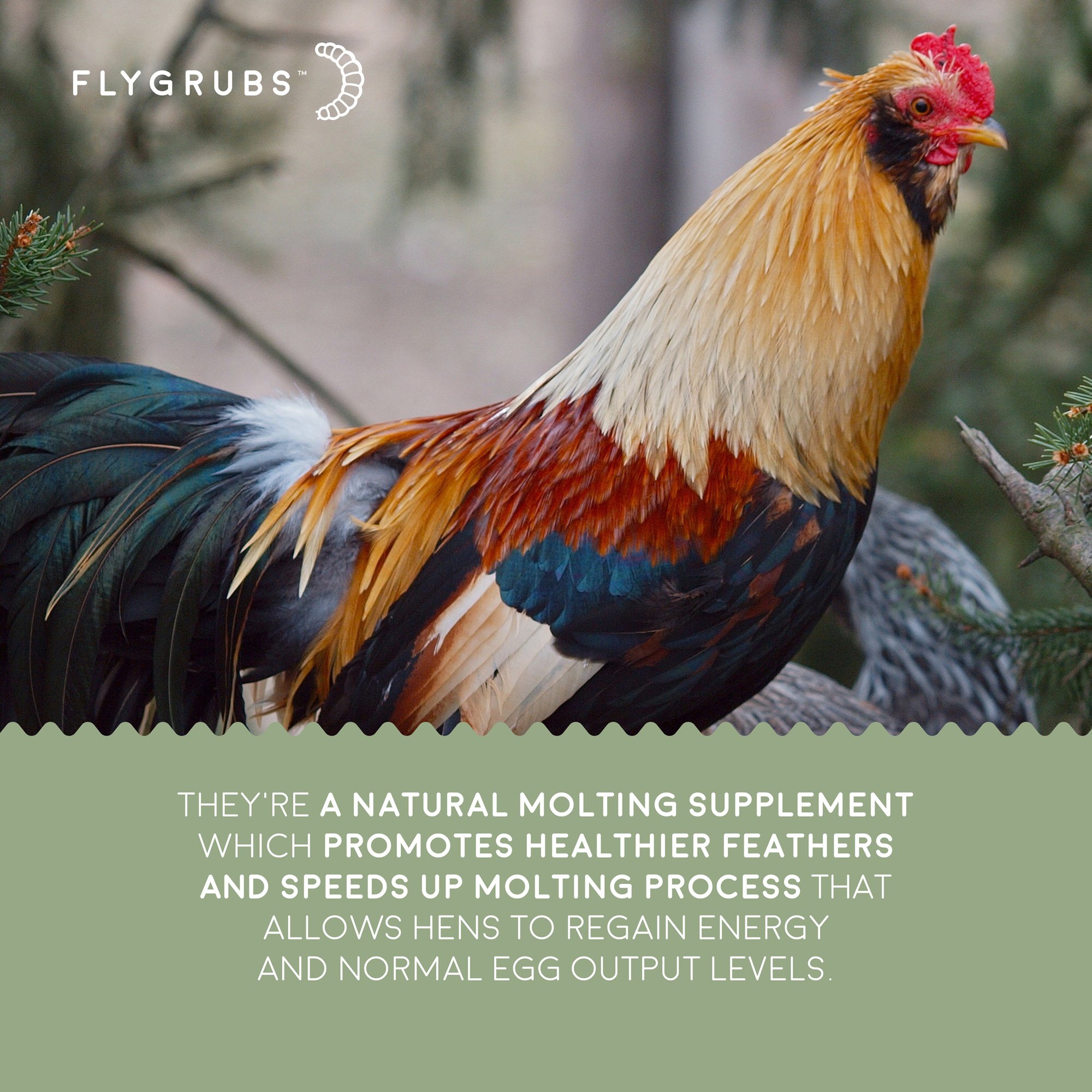 Buy FLYGRUBS Superior to Dried Mealworms for Chickens (1lb) 85X More Calcium Than Live