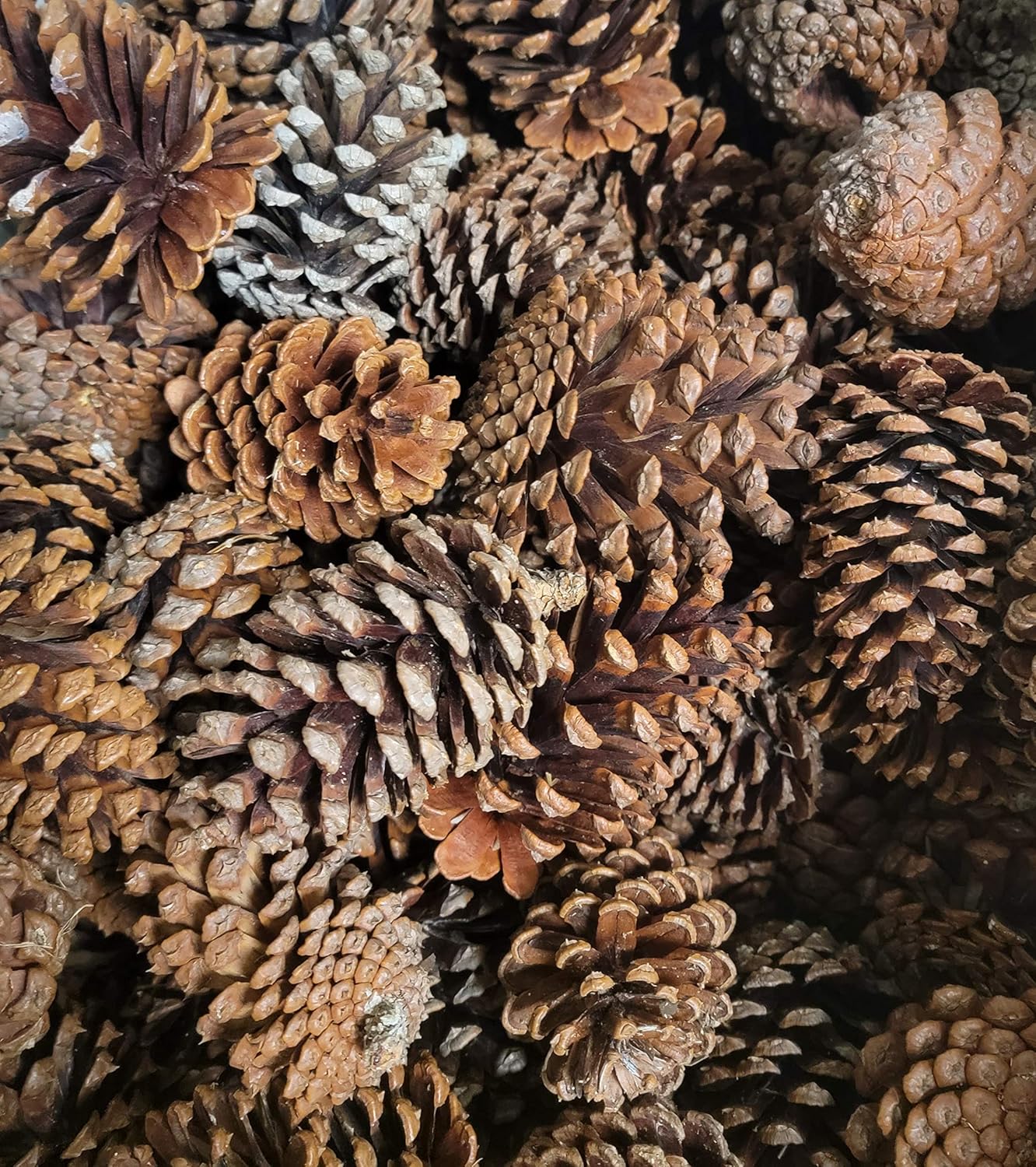 Zugar Land 12 Pack Pine Cones - Assorted Sizes - Real All Natural Pinecones in Bulk (Unscented) Various Size - Perfect for Arts and Crafts, Home Decor Accent Vase Filler. (Assorted Sizes)