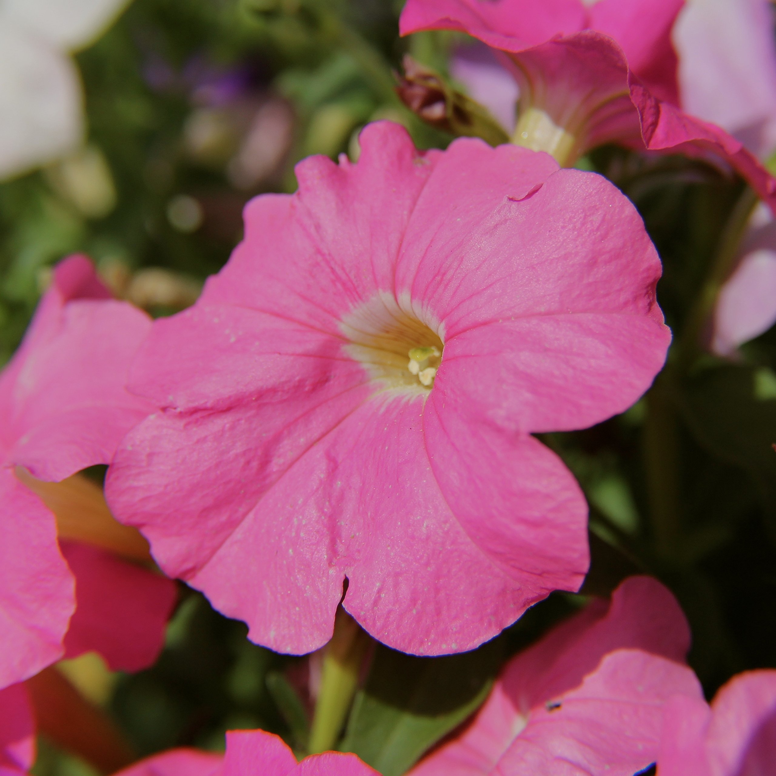 Biocarve Petunia nana compacta Red- Pack of 200 Seeds (B01ASWMOCG) Amazon Price History, Amazon Price Tracker