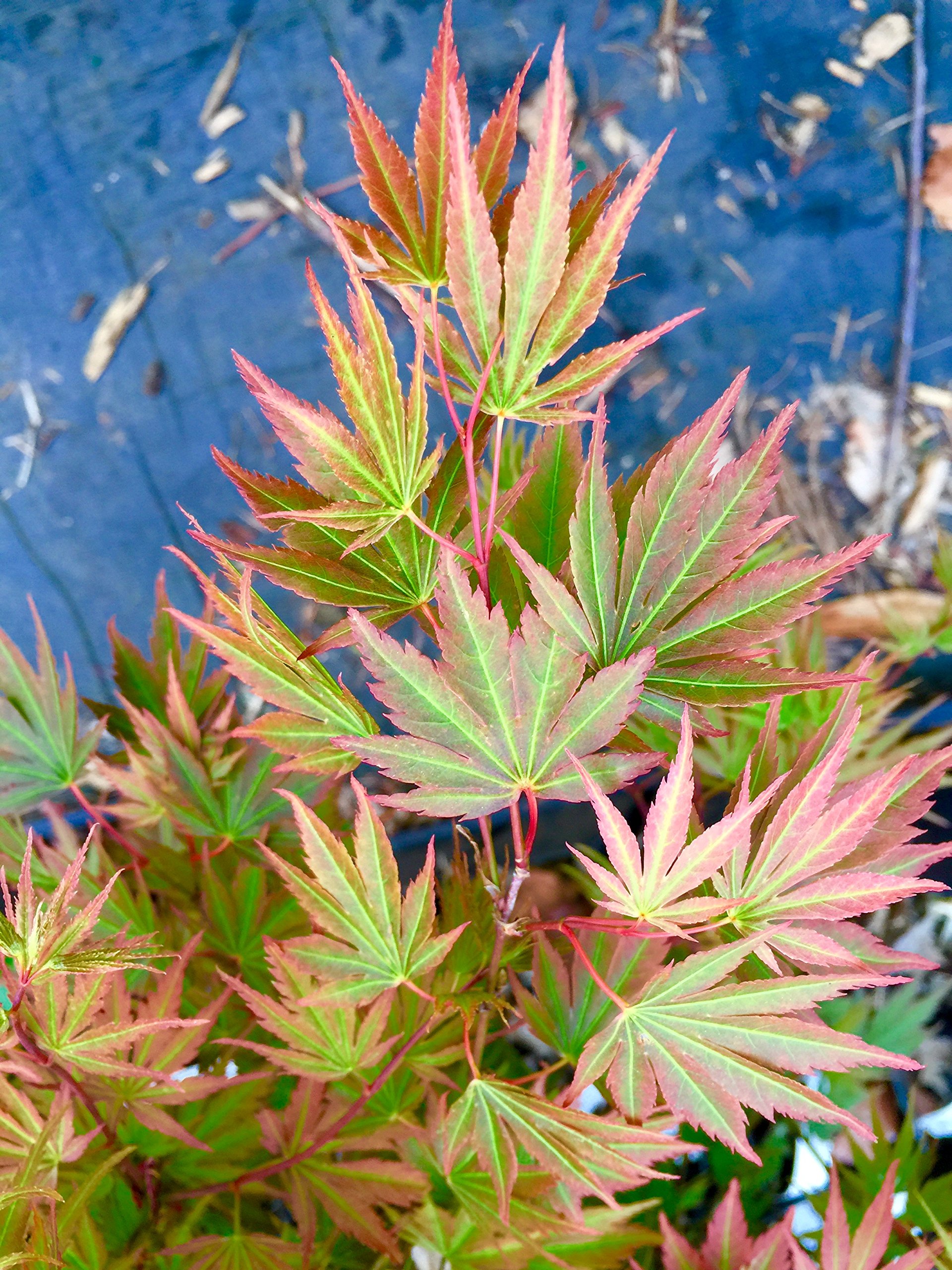Amazon.com : Sazanami Japanese Maple 3 - Year Live Plant : Patio