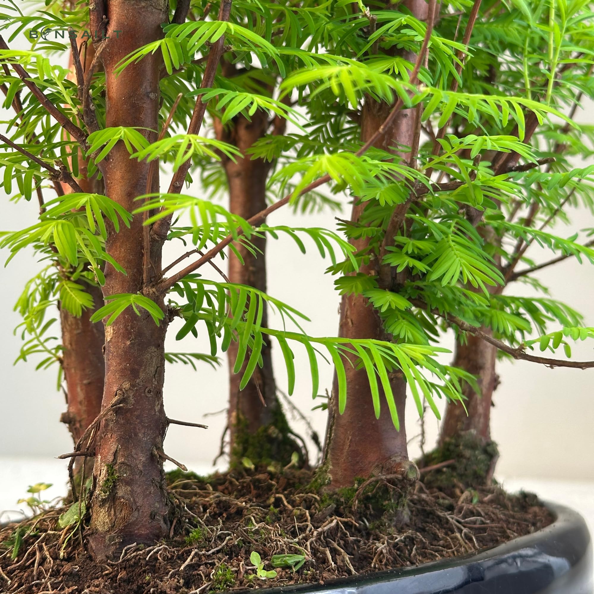 Bonsai Wald Metasequoia  Lebender Urweltmammutbaum im 26cm Topf |  Indoor/Outdoor Bonsai Baum | Seltene Geschenkidee | Pflegeleicht |  Dekopflanze fr Zuhause & Bro : Amazon.de: Garten