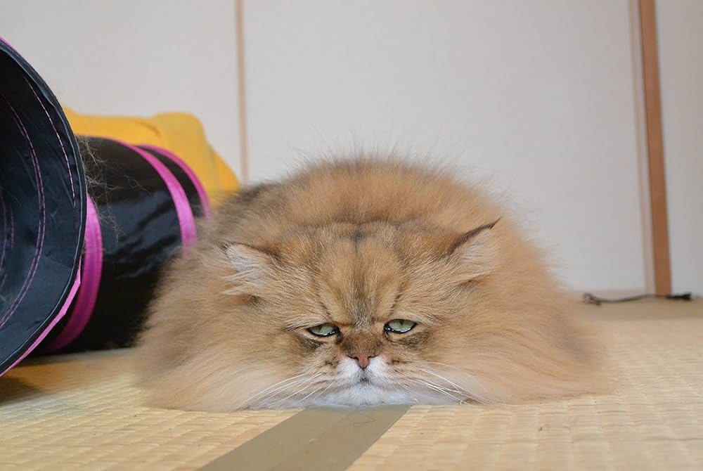 ふーちゃんページ Amazon.co.jp: ふーちゃんの穴(1) (ガンガンコミックス UP