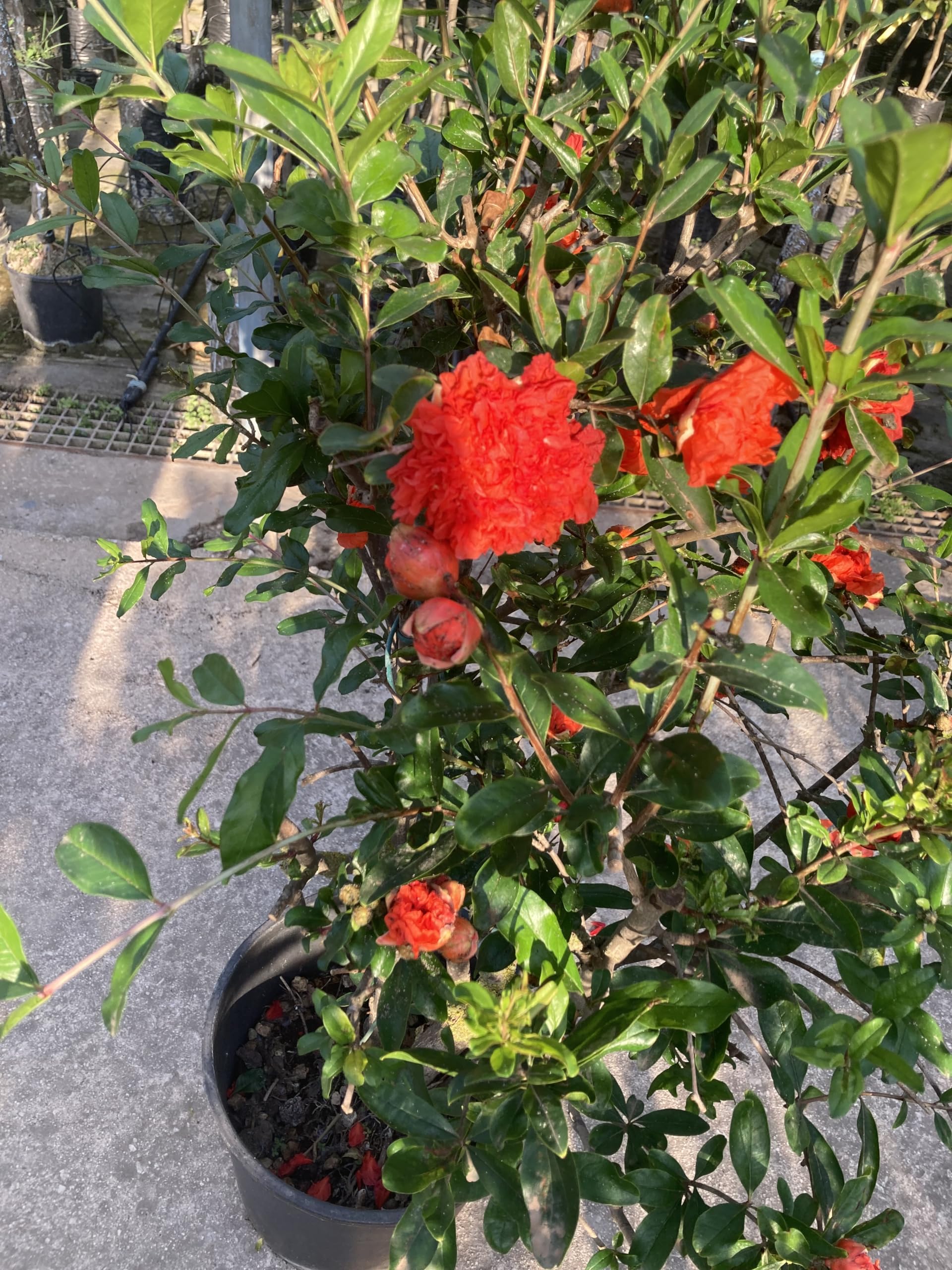 Punica Granatum - Melograno da fiore Pianta ornamentale da esterno prodotta da Vivai del Sole vaso diametro cm 30