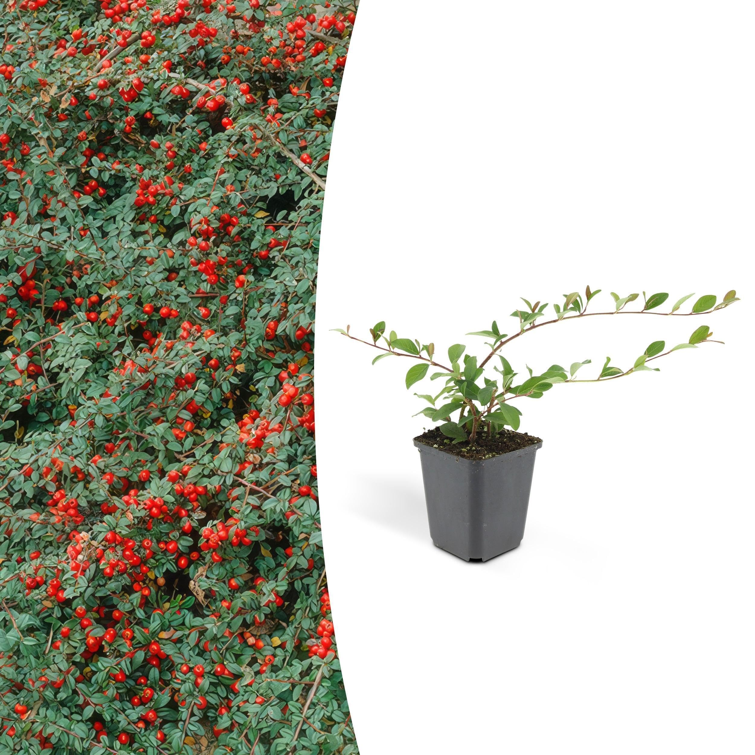 Irga dammera 'Major' | 60 sztuk - 10-25cm - Ø9cm - Roślina ogrodowa