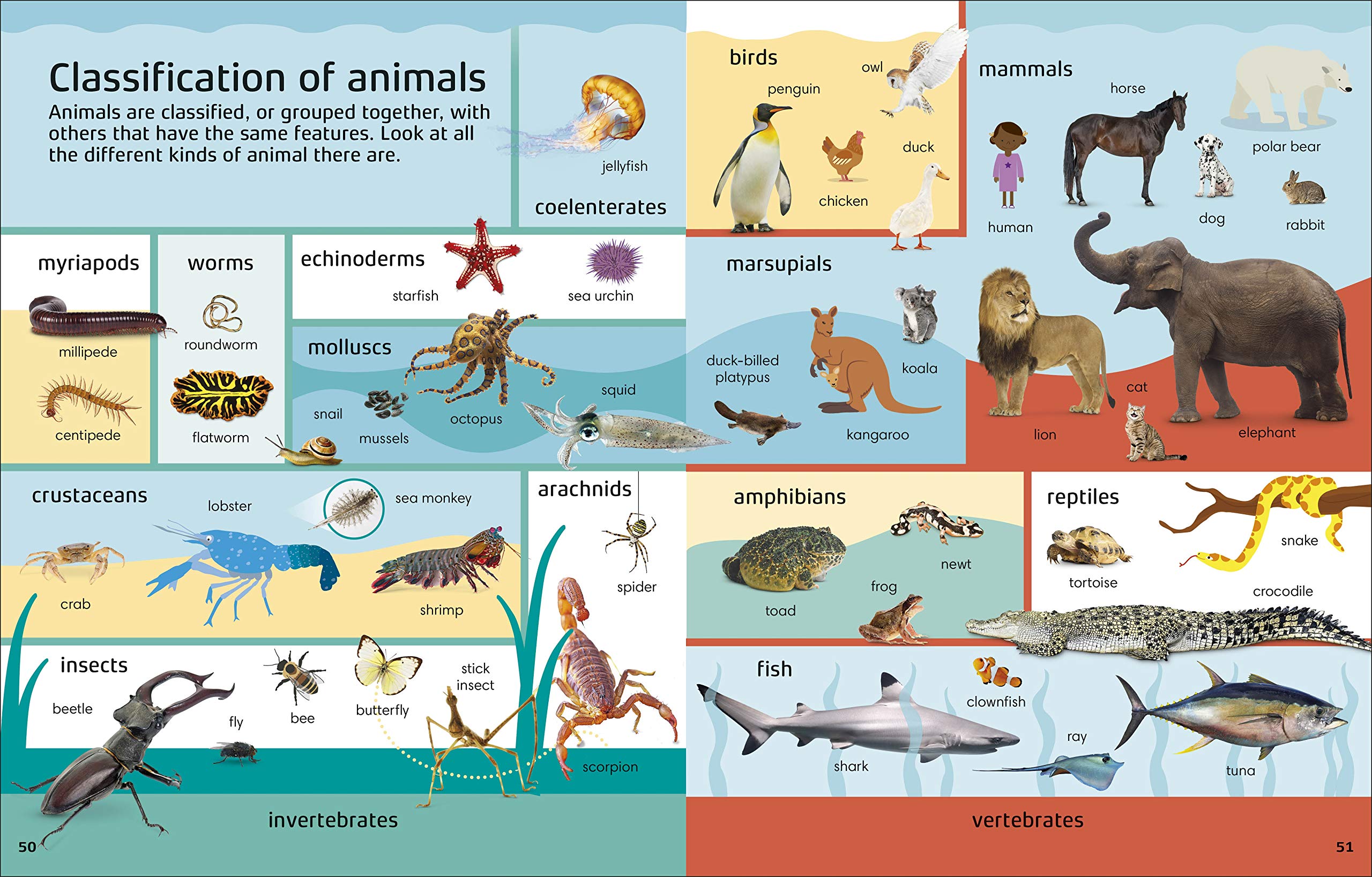 1000 Words: STEM (Vocabulary Builders)