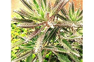 Organic Leopard Mother of Thousands Kalanchoe Daigremontiana Alligator Plant