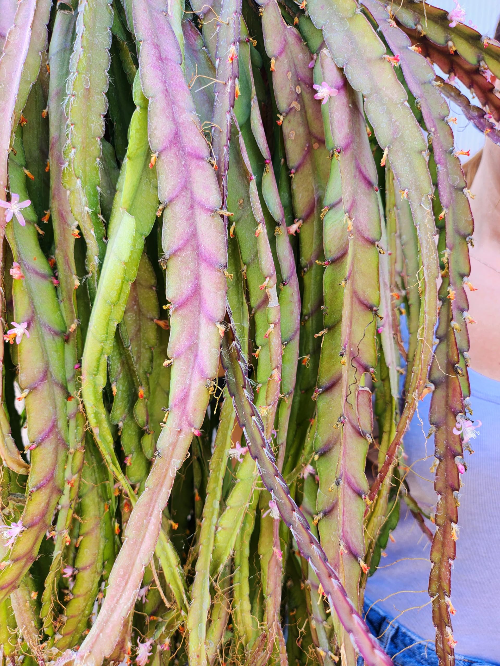 POWERS TO FLOWERS - LEPISMIUM CRUCIFORME RED TIP, BASKET, ESEMPLARE XXXL!!!, pianta vera