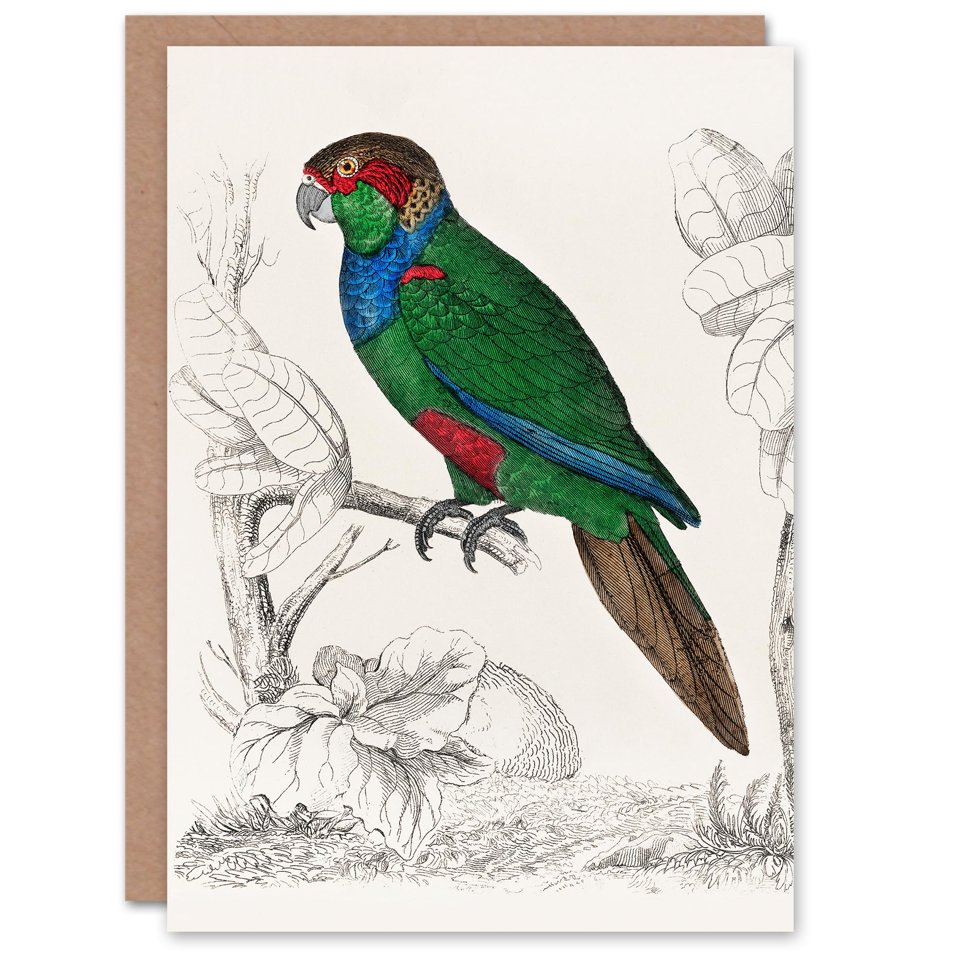 Artery8 Oliver Goldsmith Art Card Parakeet Parrot Bird Drawing
