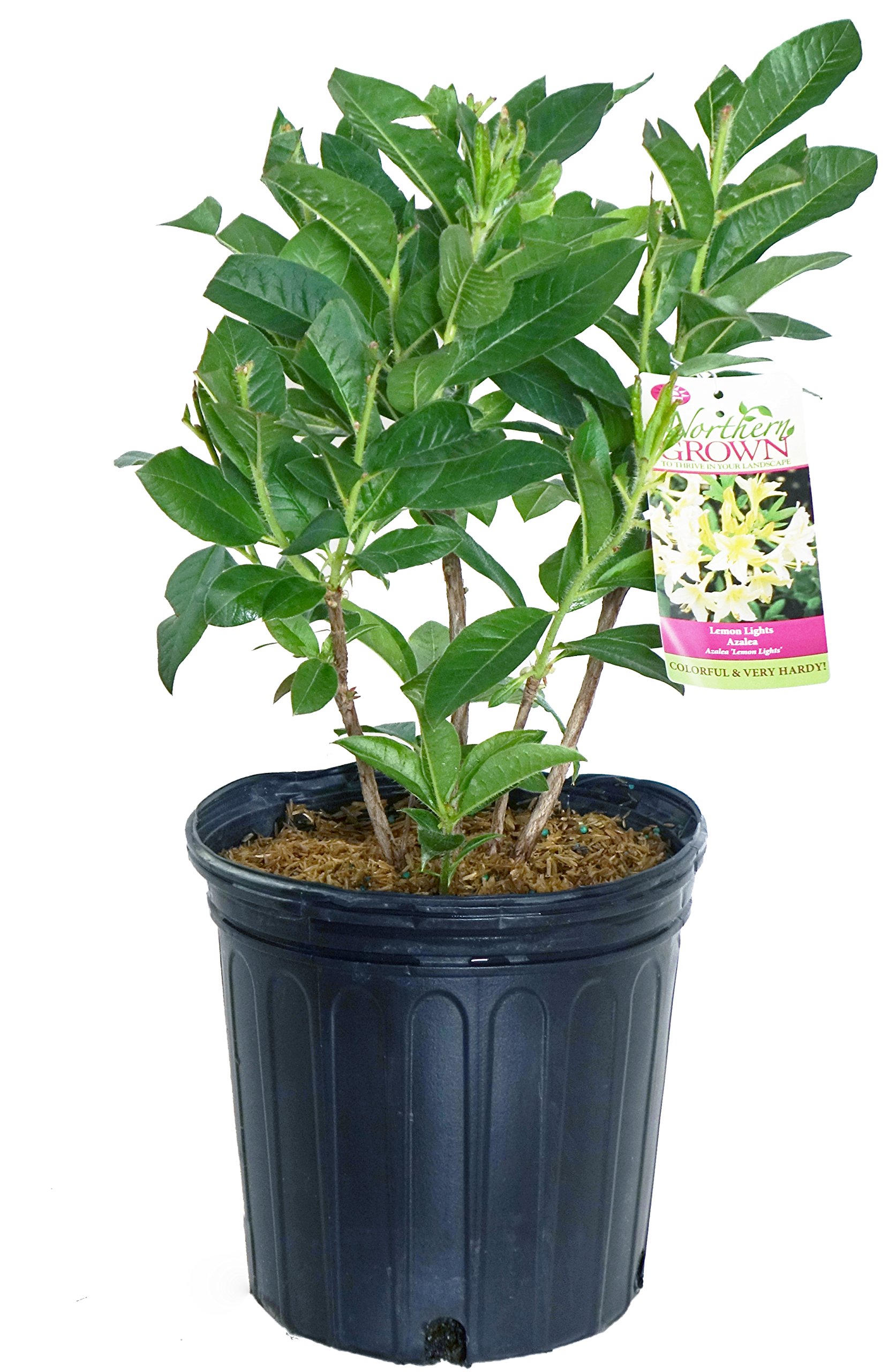 Amazon.com: Azalea 'Lemon Lights' (Exbury hybrid) Shrub