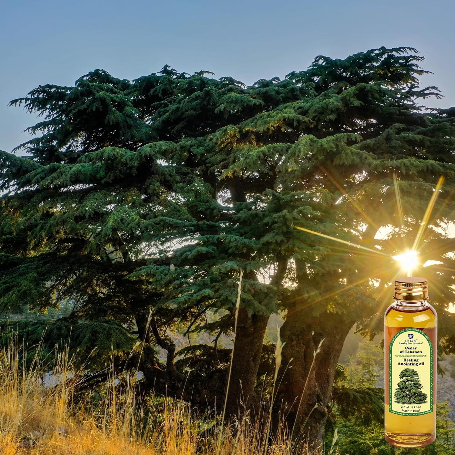 EIN GEDI Cedar of Lebanon Anointing Oil, Made in Holy Land (250ml - 8.5 Oz) Traditional Blend Anointing Oil for Prayers and Blessings. (250, Cedar of Lebanon)
