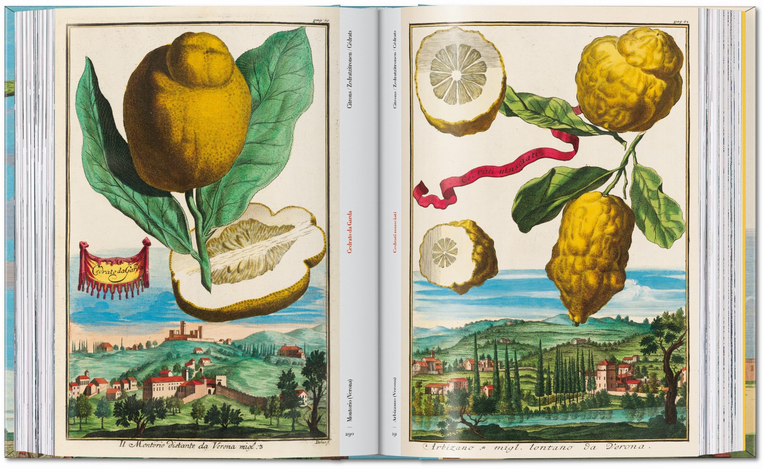 J.C. Volkamer: The Book of Citrus Fruits. 45th Ed.