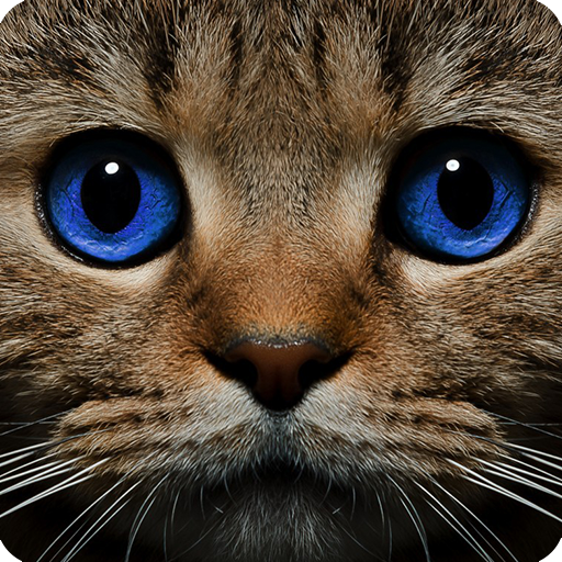 Find the Cat - App on Amazon Appstore