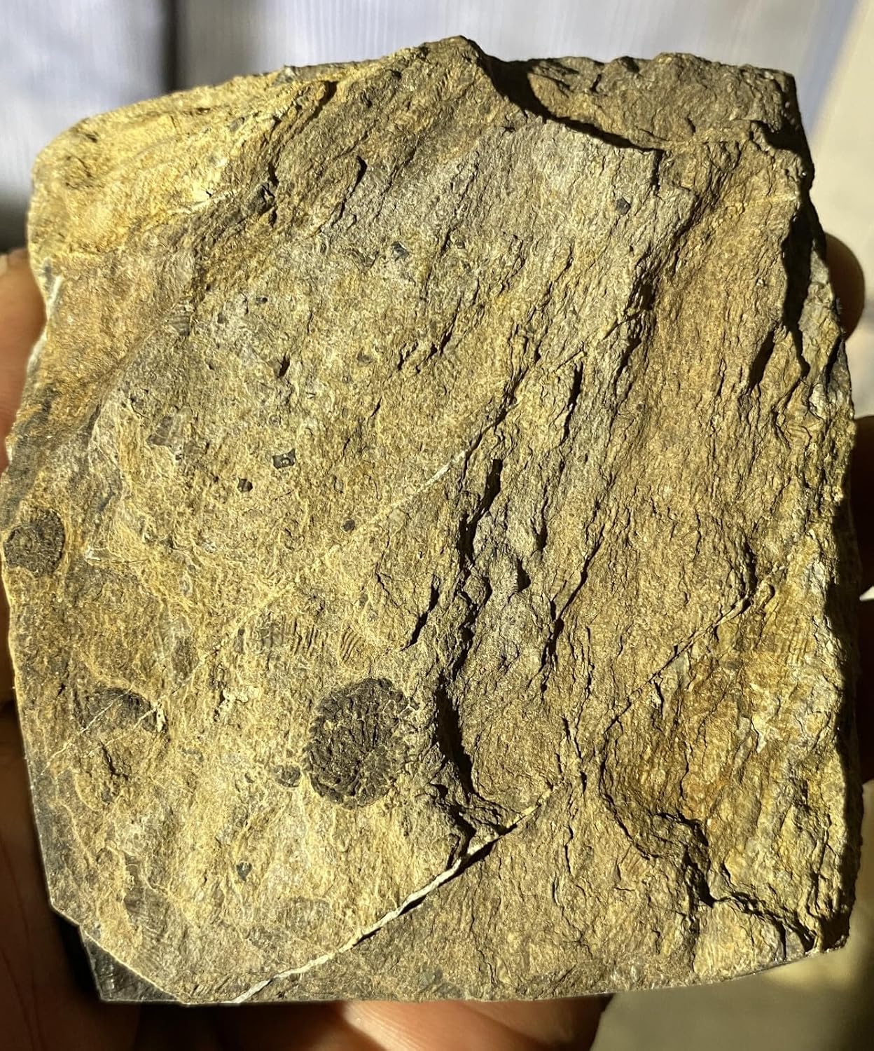 Beautiful Fine Ammonite Fossils from Ordovician to Late Cretaceous