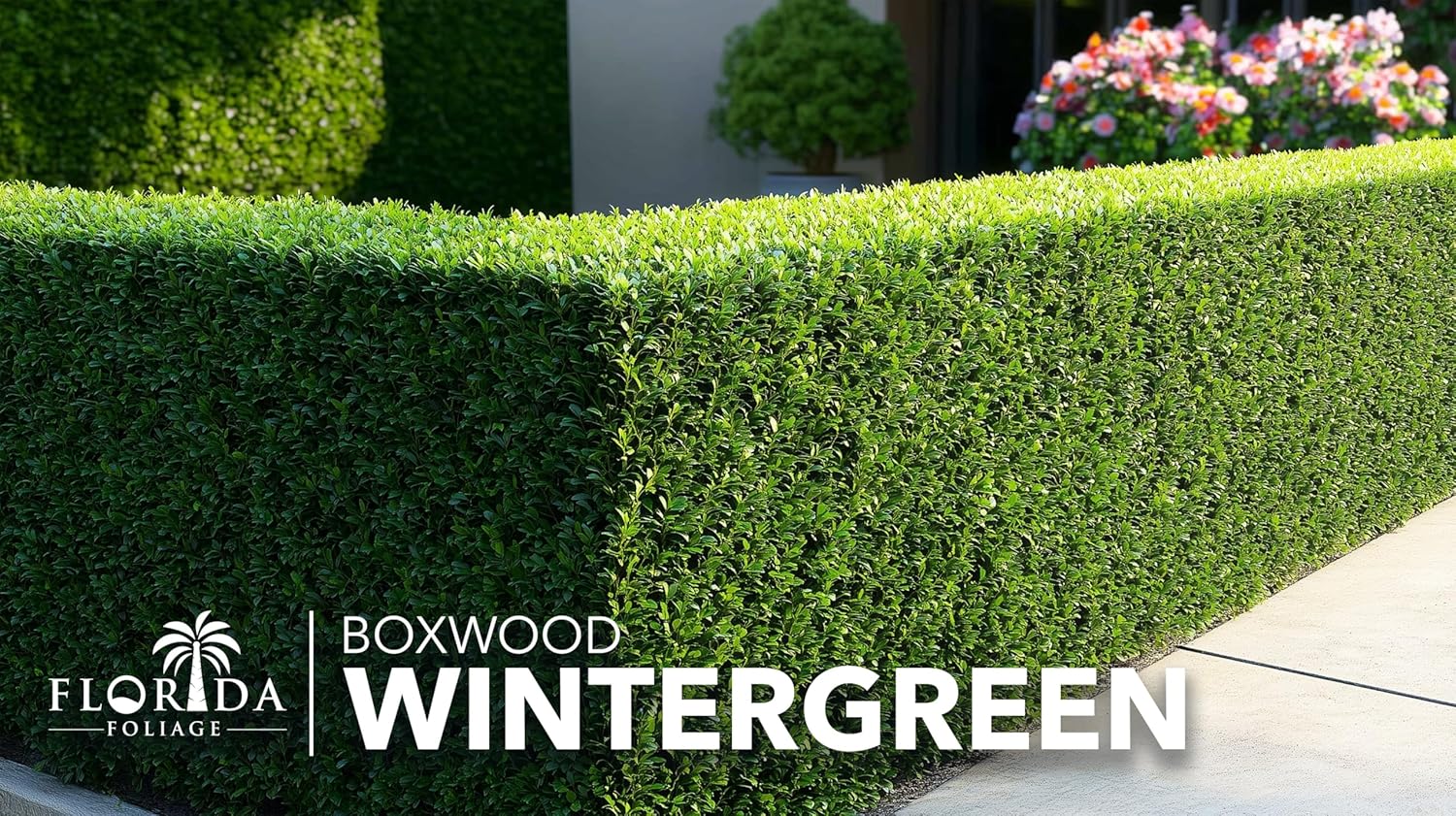 Wintergreen Boxwood | 20 Live Plants | Buxus Microphylla | Evergreen Shrub, Dense Foliage, Formal Garden, Low Maintenance, Privacy Hedge, Year-Round Interest, Landscaping Shrub