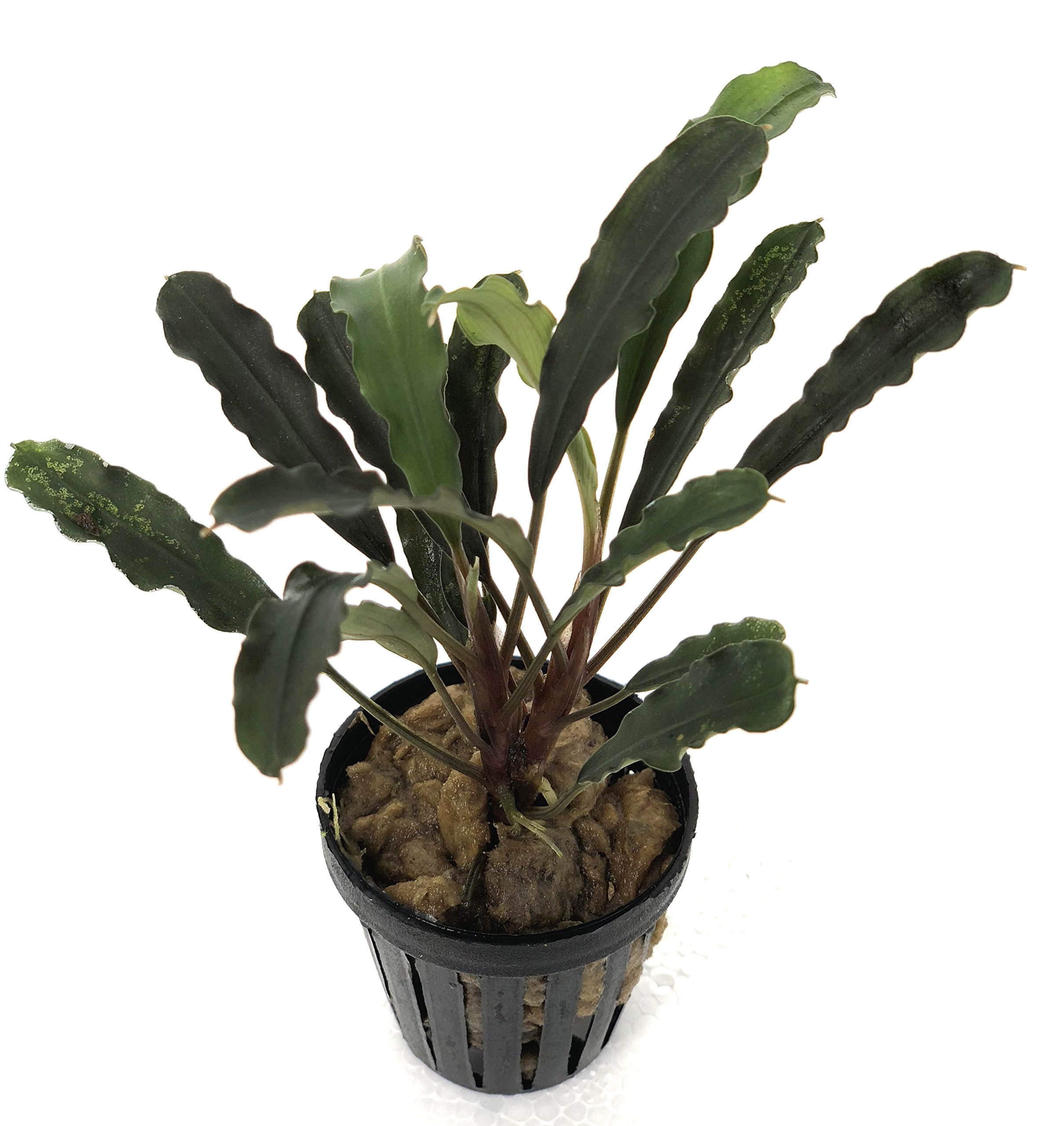 4 Bucephalandras surtidas, Planta de Borneo para acuarios.
