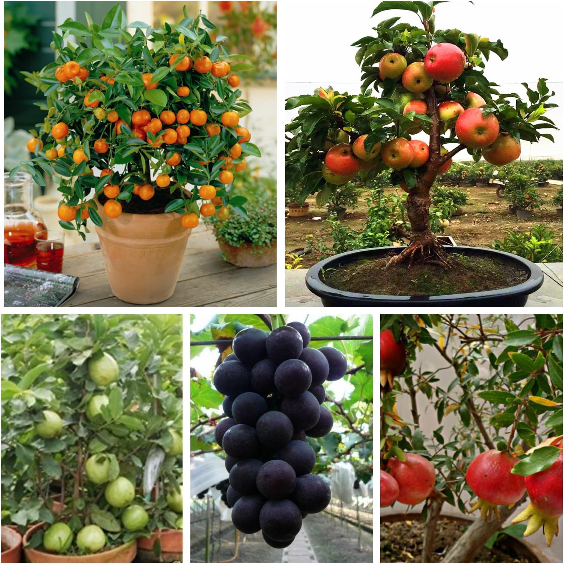 Green Gardens Dwarf Fruit Seeds Combo Orange,Apple, Grape, Pomegranate, Guava 5 seeds Each