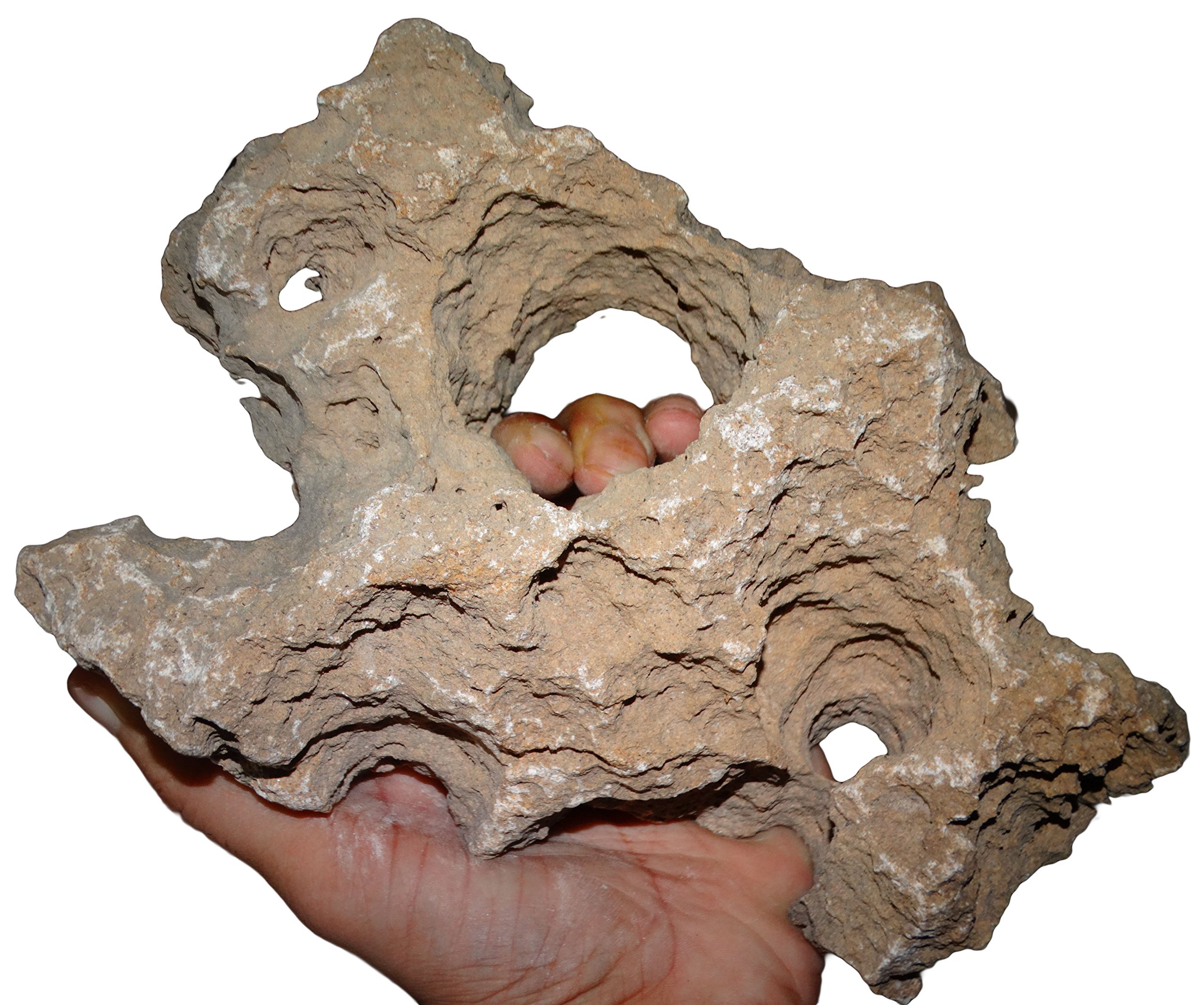 Maaalavya 3kg Hollo Rock for |Aquarium Decoration|Reef Tank Setup|Garden Decor|Water Stone. 1