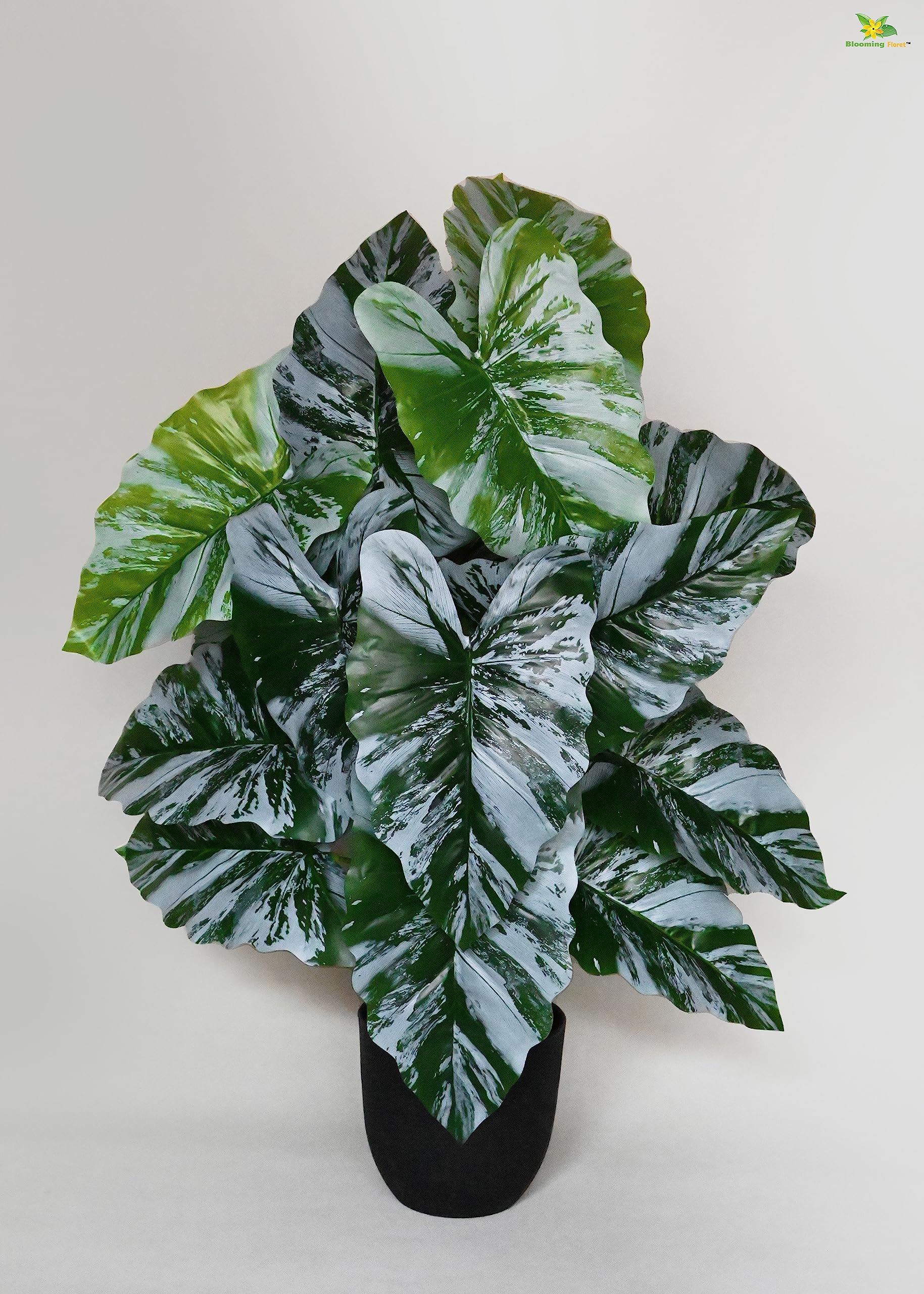 Blooming Floret Artificial Caladium Plant 78.7 cm Tall | with Basic Black Pot | 18 Leaves | Big Ornamental Plant for Interior Decor/Home Decor/Office Decor | Indoor Plant | Durable (B0C943HR42) Amazon Price History, Amazon Price Tracker