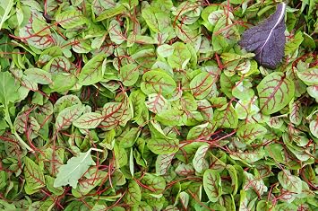 Sorrel Red Veined Seeds - Heirloom