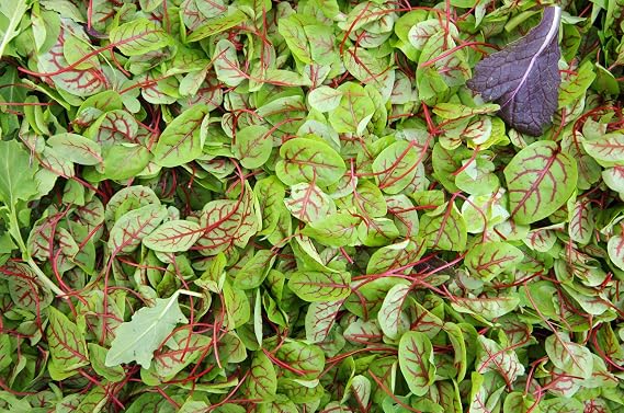 Sorrel Red Veined Seeds - Heirloom